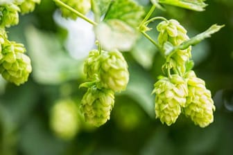 Hopfen: Er verleiht dem Bier den bitteren Geschmack.