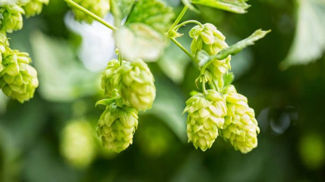 Hopfen: Er verleiht dem Bier den bitteren Geschmack.