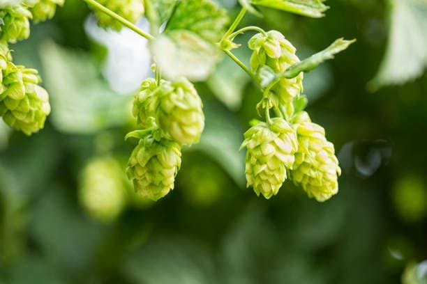 Hopfen: Er verleiht dem Bier den bitteren Geschmack.