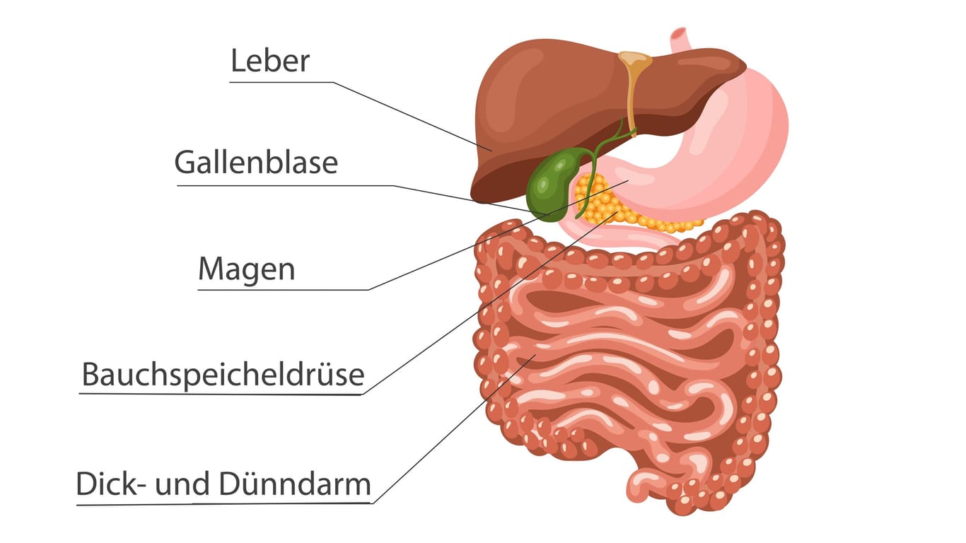 Anatomische Lage der Verdauungsorgane: Die Bauchspeicheldrüse liegt versteckt zwischen Magen und Wirbelsäule.