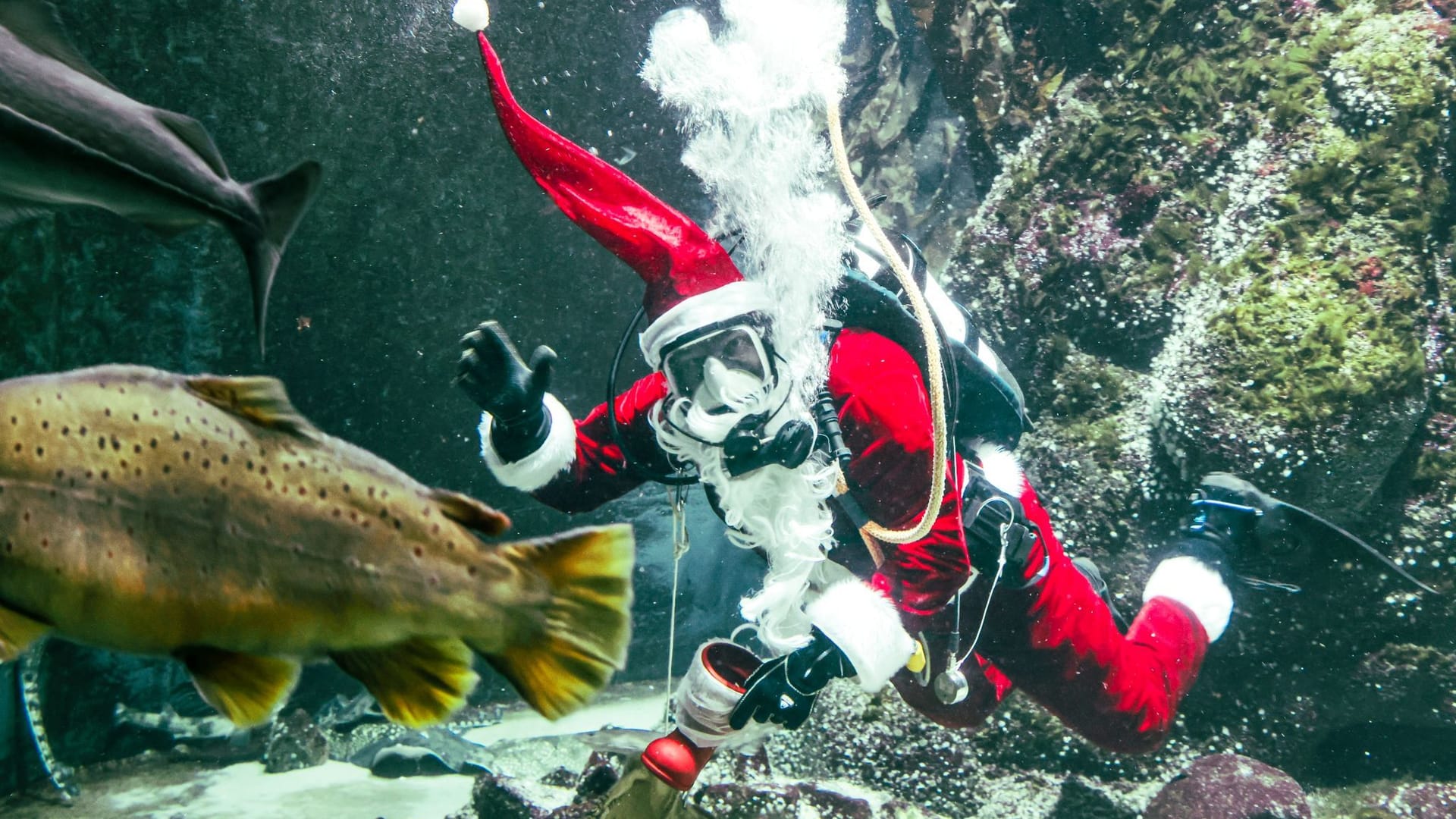 Bescherung für Fische Bescherung für Fische