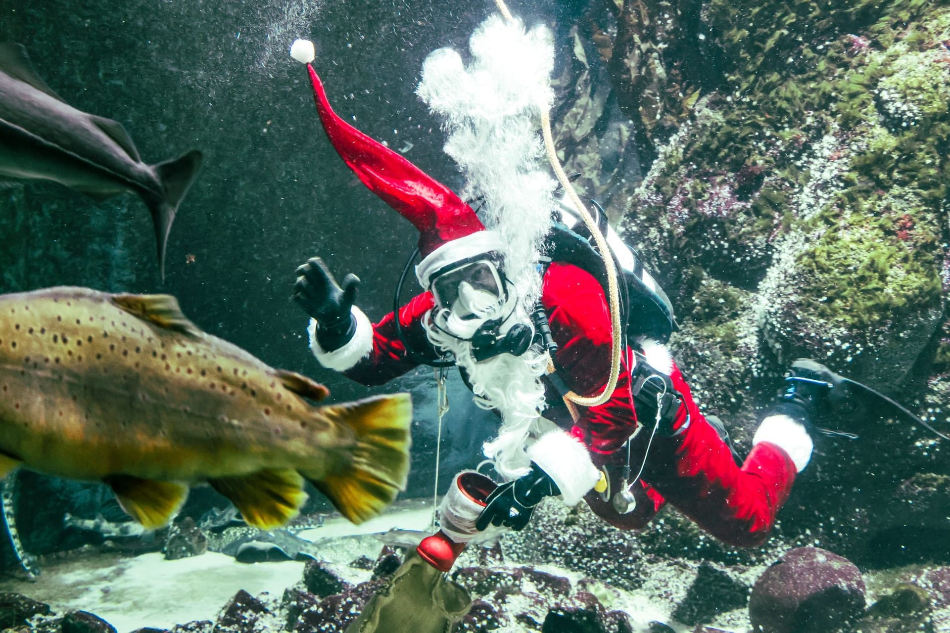 Bescherung für Fische
