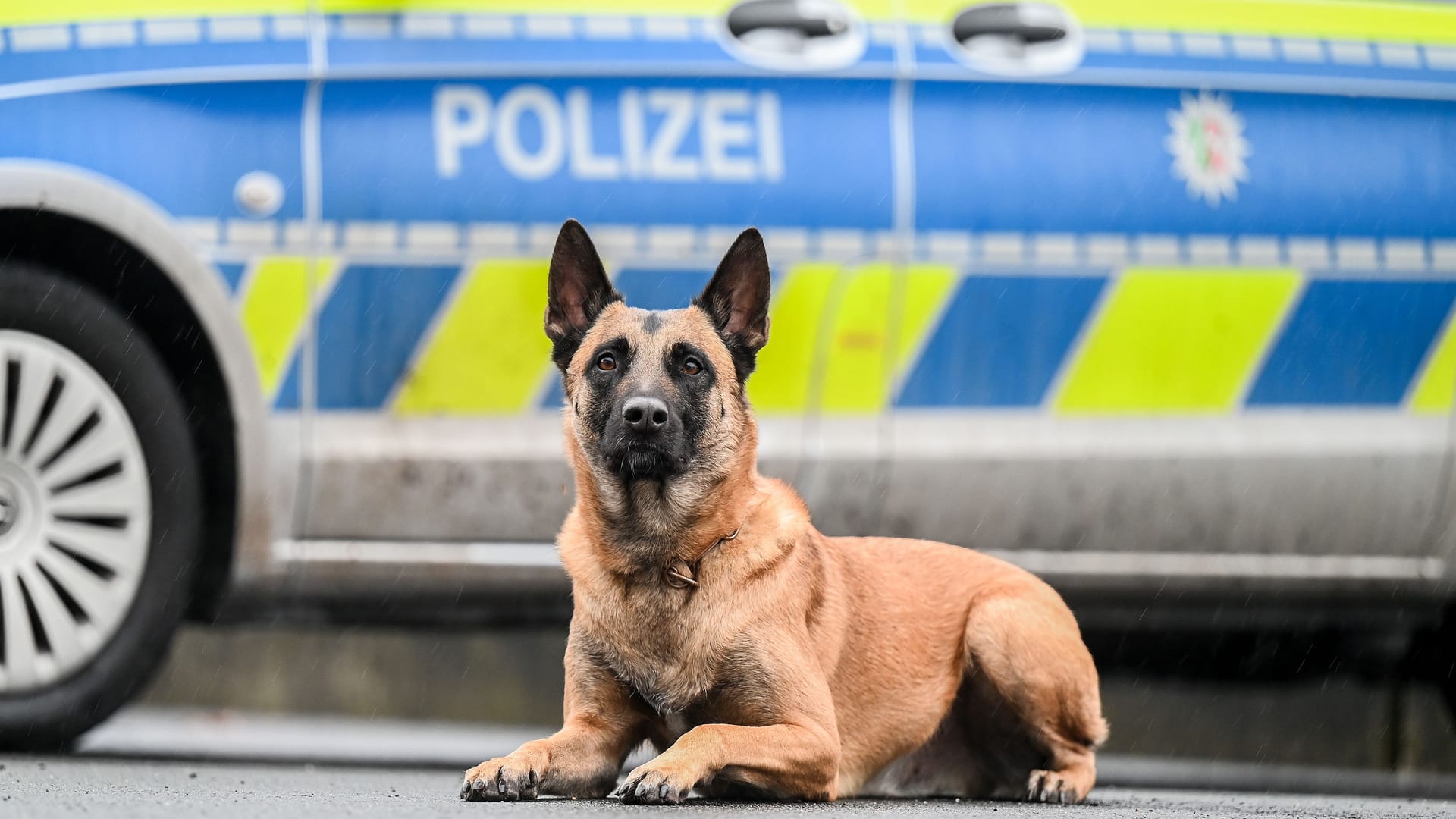 Ein Polizeihund (Symbolbild): Ein ehemaliger Polizeihundeführer wurde verurteilt. Ein Polizeihund (Symbolbild): Ein ehemaliger Polizeihundeführer wurde verurteilt.