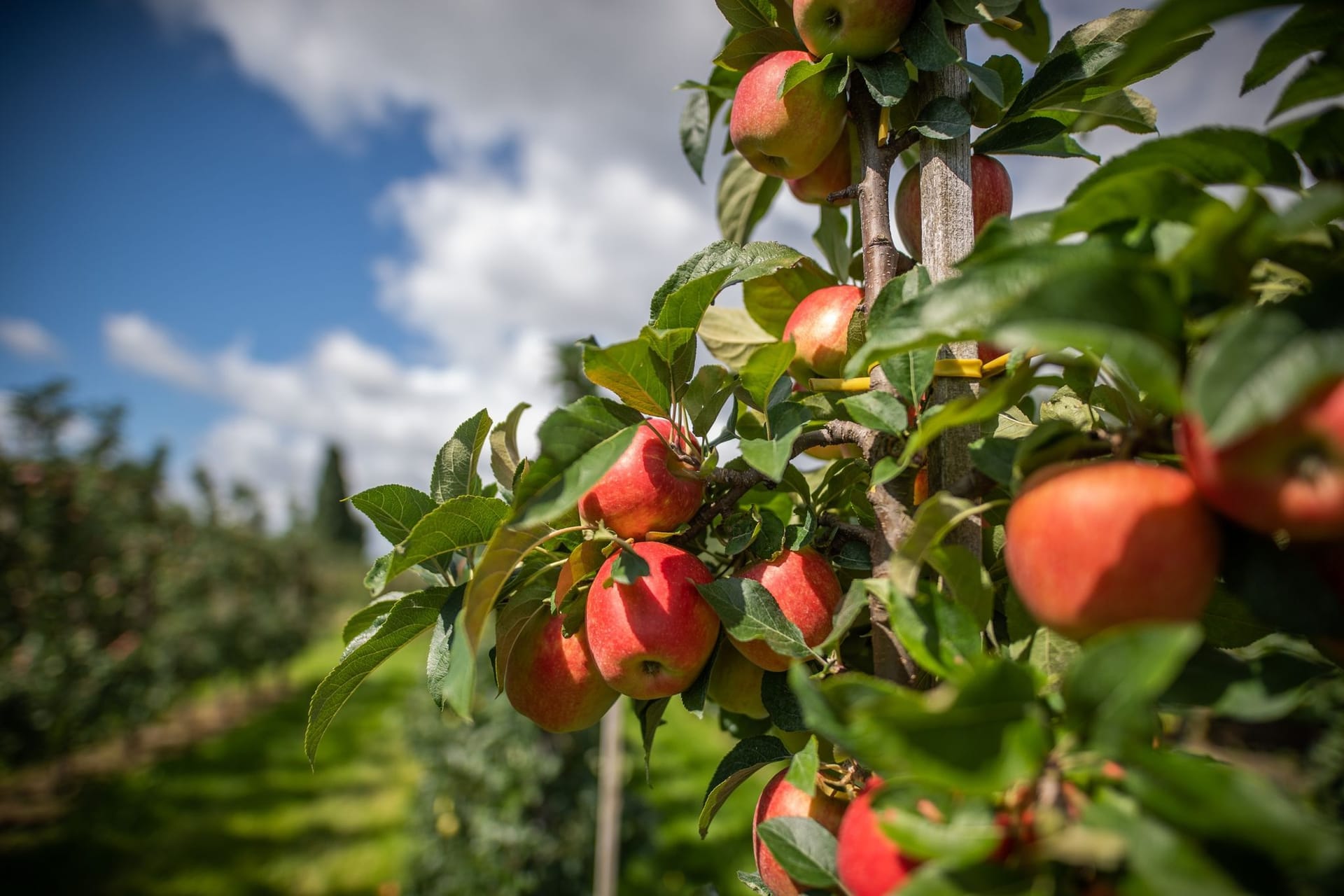 Apfel