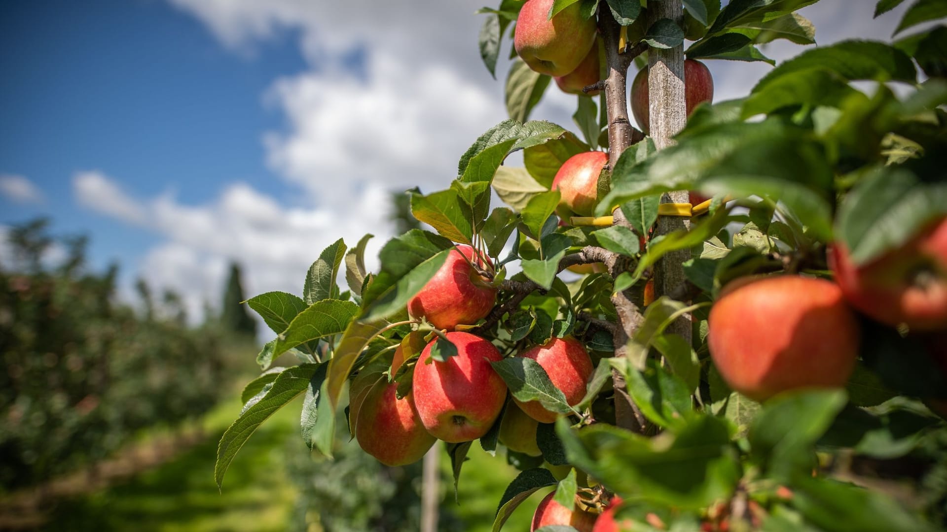 Apfel Apfel