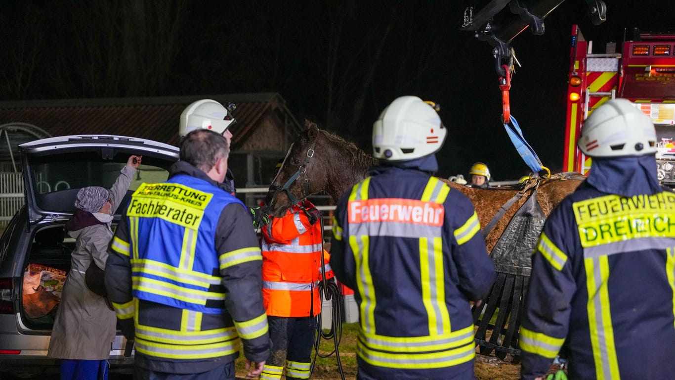 Das versunkene Pferd: Am Ende gelang der Feuerwehr die Rettung.