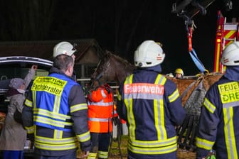 Das versunkene Pferd: Am Ende gelang der Feuerwehr die Rettung.