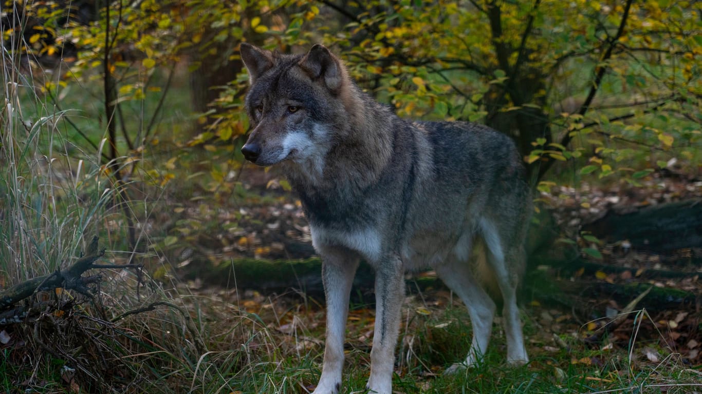 Ein Wolf steht im Wald (Symbolbild): Der Zusteller fürchtete sich vor der Begegnung.