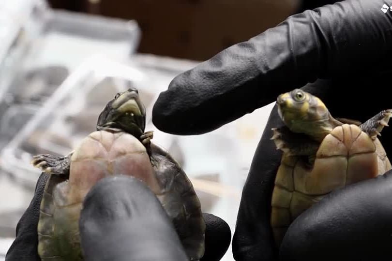 SCHILDKROETEN-SCHMUGGEL/