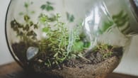 Pflanzen im Glas: So machen Sie einen Flaschengarten