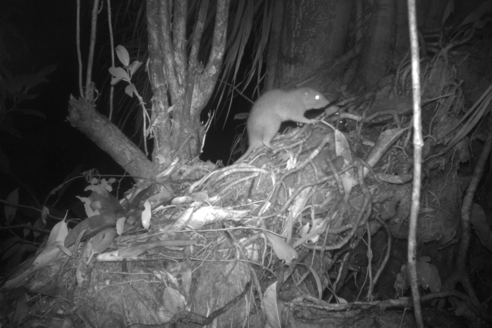 Riesenratten von Vangunu tappen in Kamerafalle