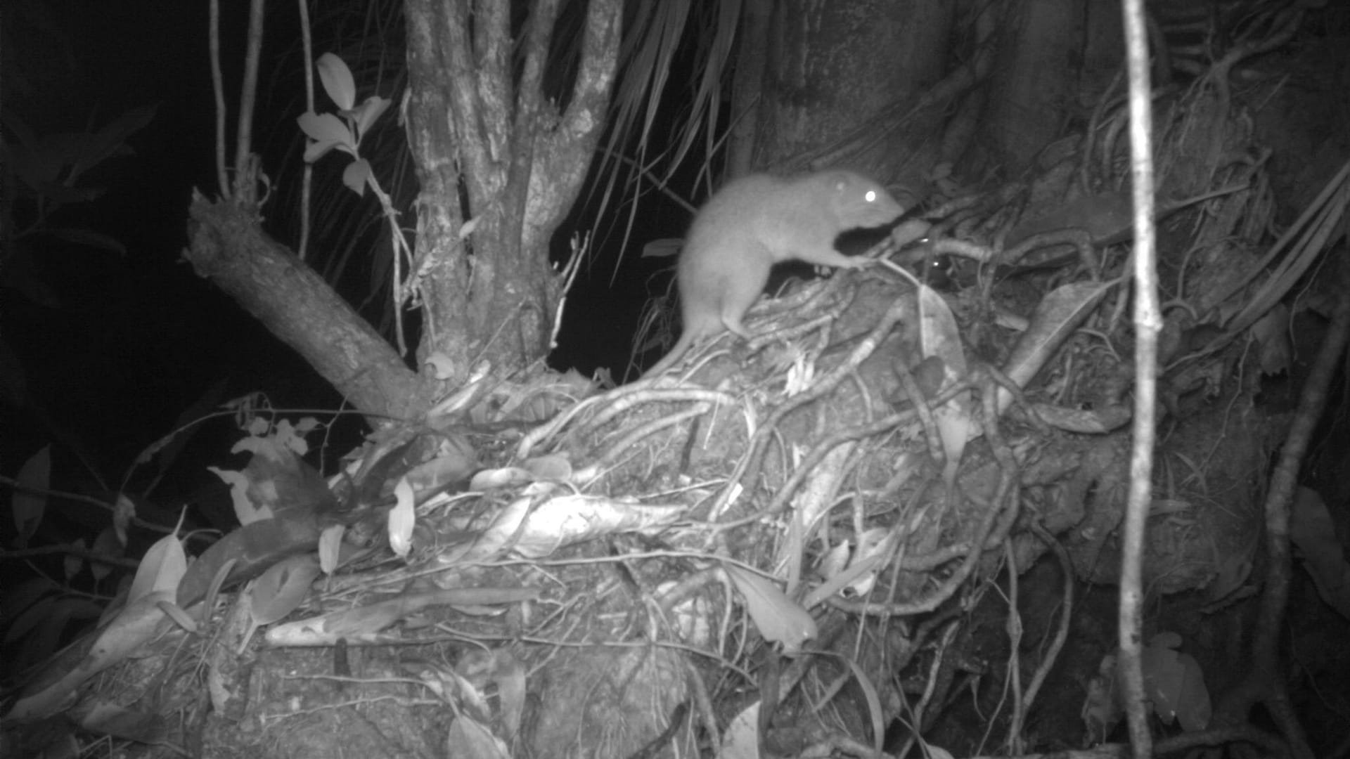 Riesenratten von Vangunu tappen in Kamerafalle