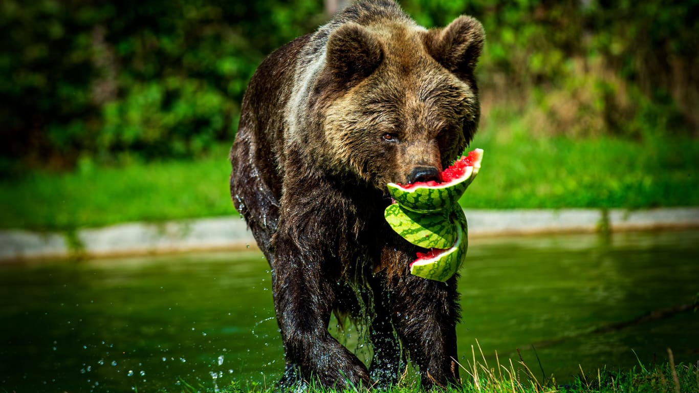 Im bayerischen Bad Füssen gibt es auch einen Gnadenhof für Bären.