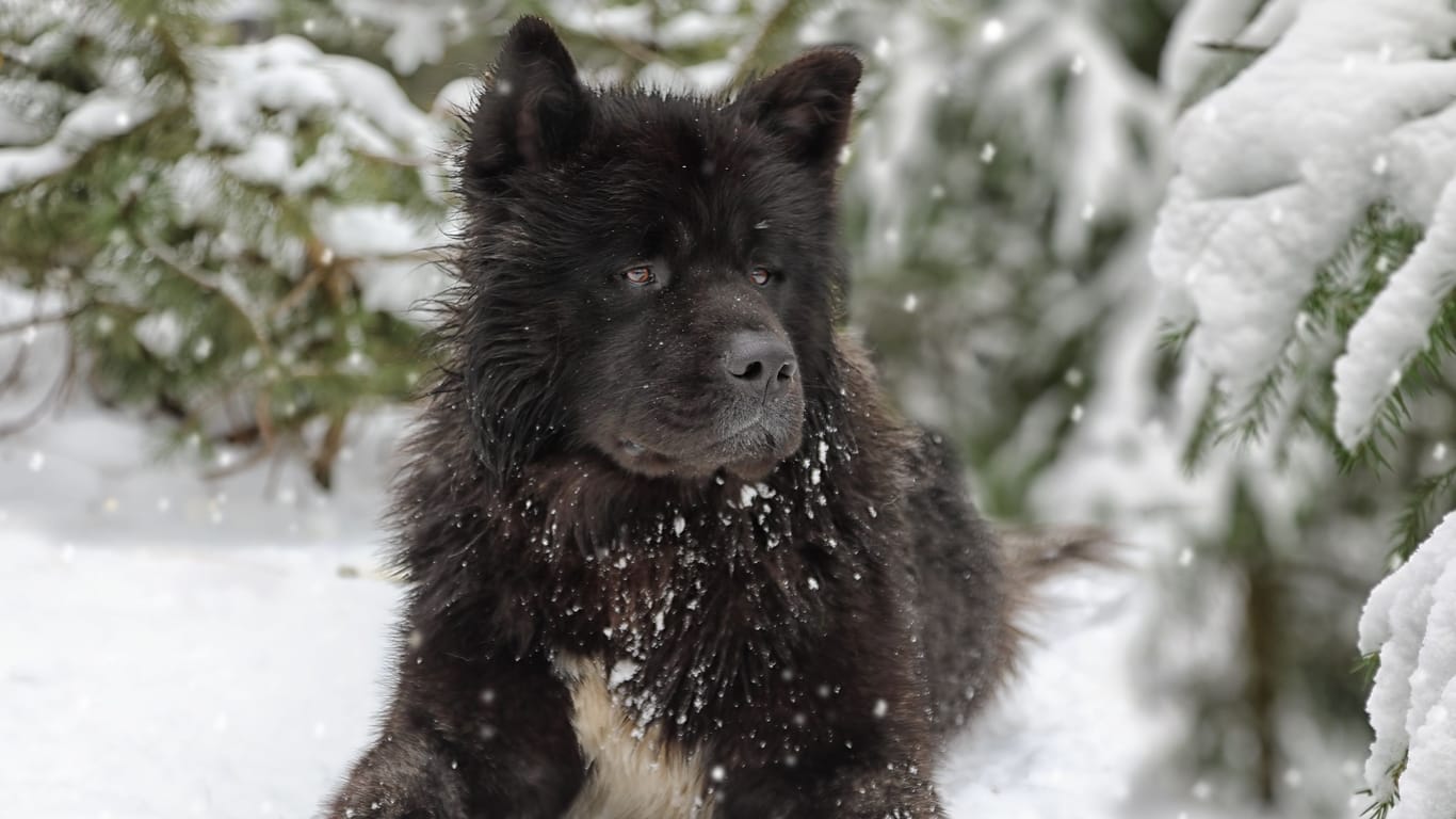 Ein Akita liegt im Schnee (Symbolbild): Die Hündin saß mehrere Tage lang im Wald.