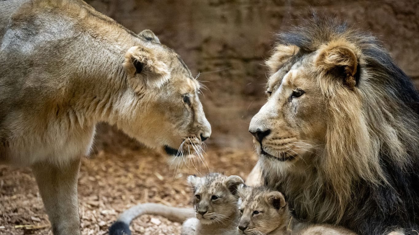 Die Löweneltern mit ihren Welpen.