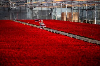Rote Weihnachtssterne wachsen im Gewächshaus eines Gartenbaubetriebes: Hier werden Tausende der Pflanzen produziert.