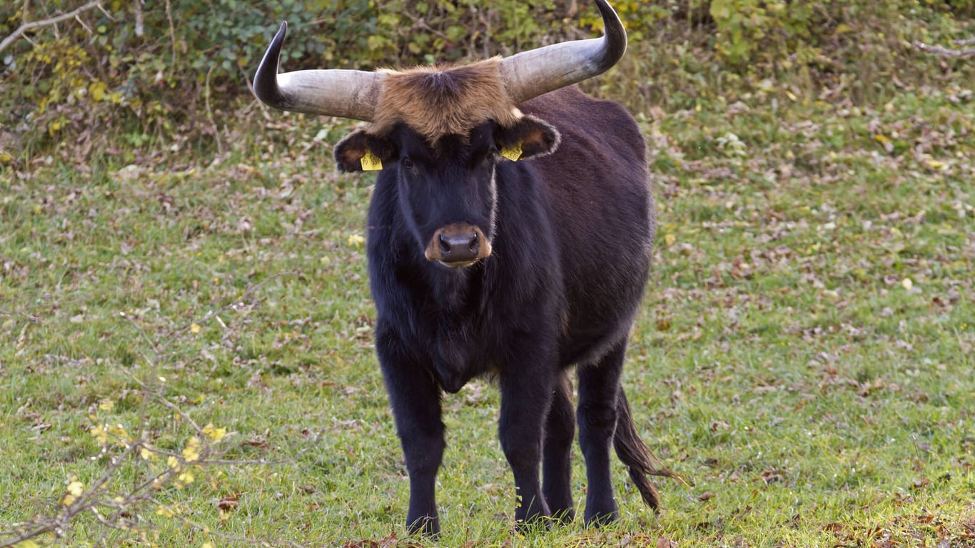 Ein Auerochsenbulle beim Grasen: Männliche Tiere können eine Schulterhöhe von bis zu zwei Metern erreichen und dabei 700 bis 1.000 Kilogramm wiegen.