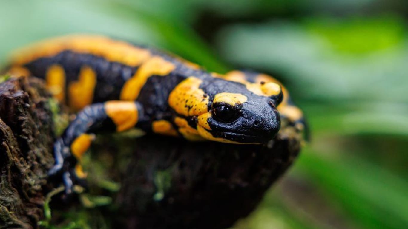 Tiere: Unter den Amphibien seien die Salamander, die am stärksten bedrohte Gruppe.