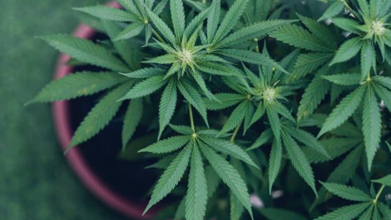 Cannabis: Der Konsum wird in Deutschland legal.