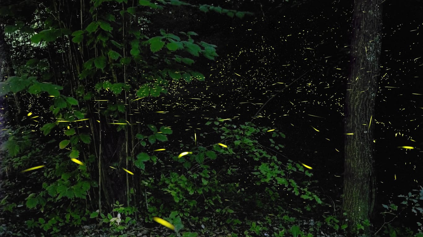 Glühwürmchen in einem Wald (Symbolbild): Auch in der Eilenriede sind sie manchmal zu entdecken.