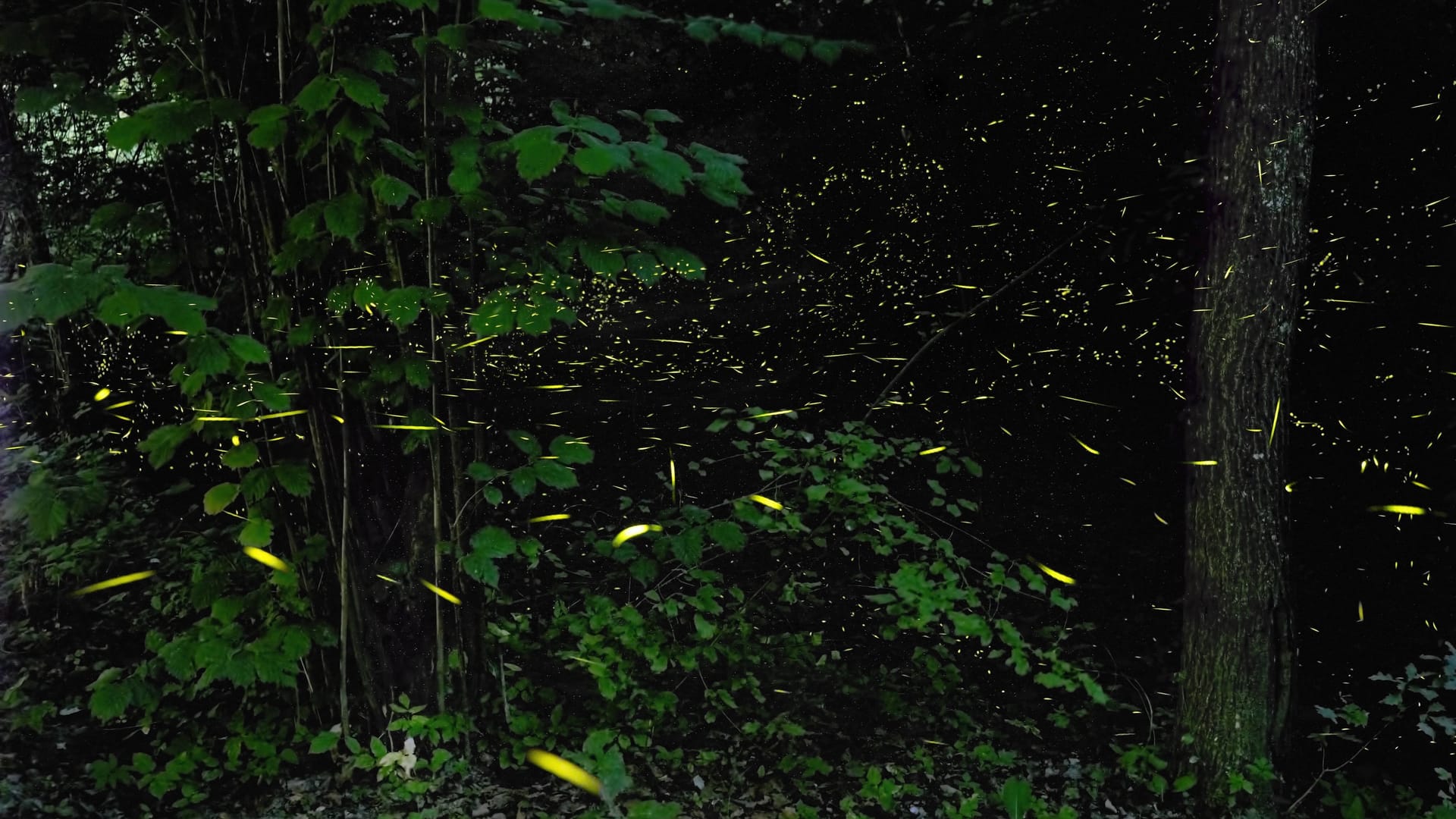 Glühwürmchen in einem Wald (Symbolbild): Auch in der Eilenriede sind sie manchmal zu entdecken.