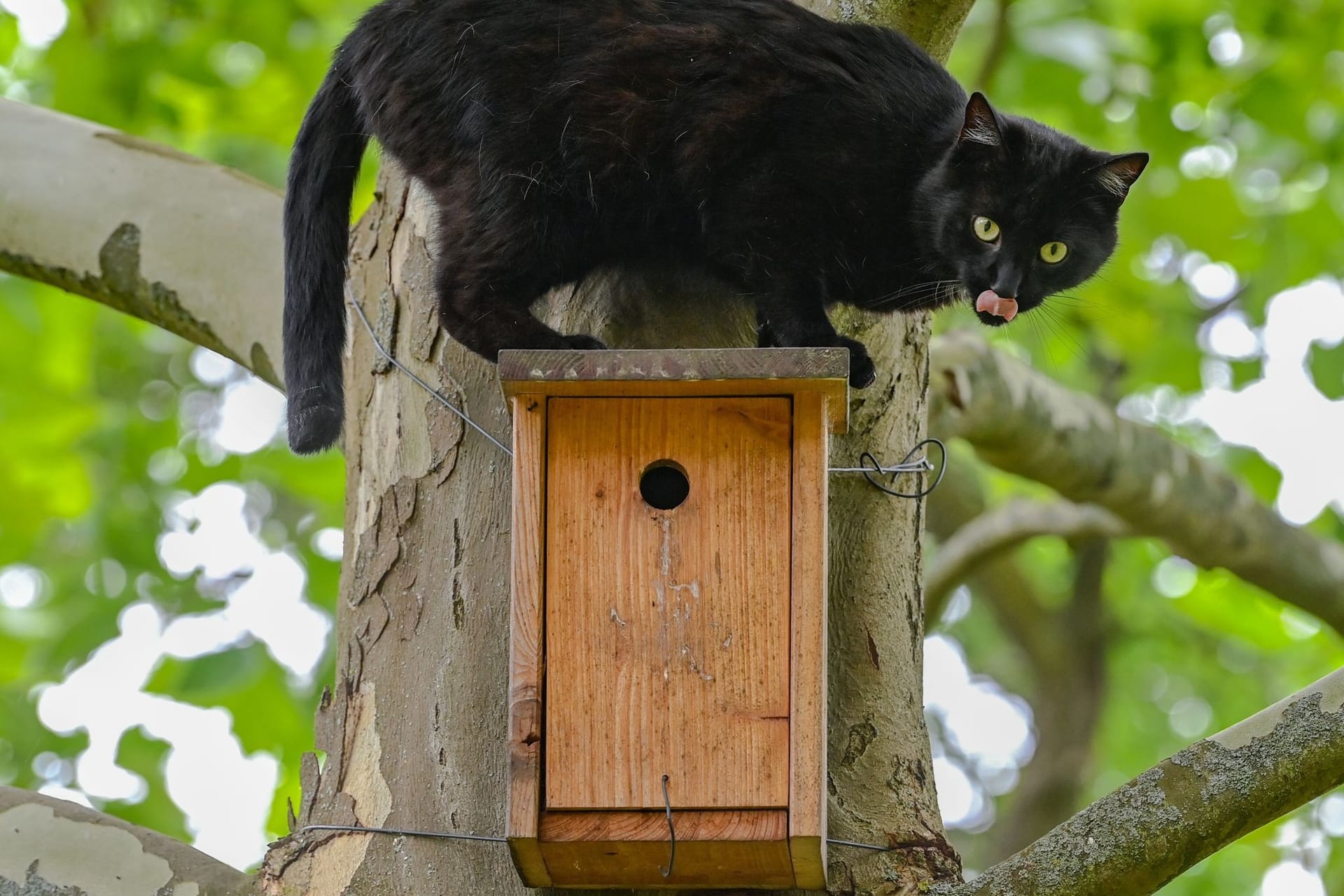 Katze und Vögel