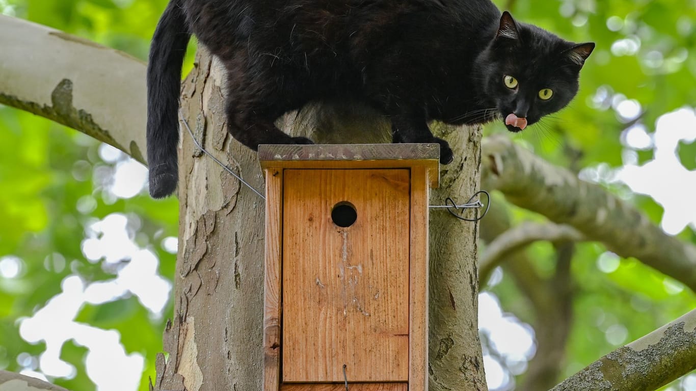 Katze und Vögel