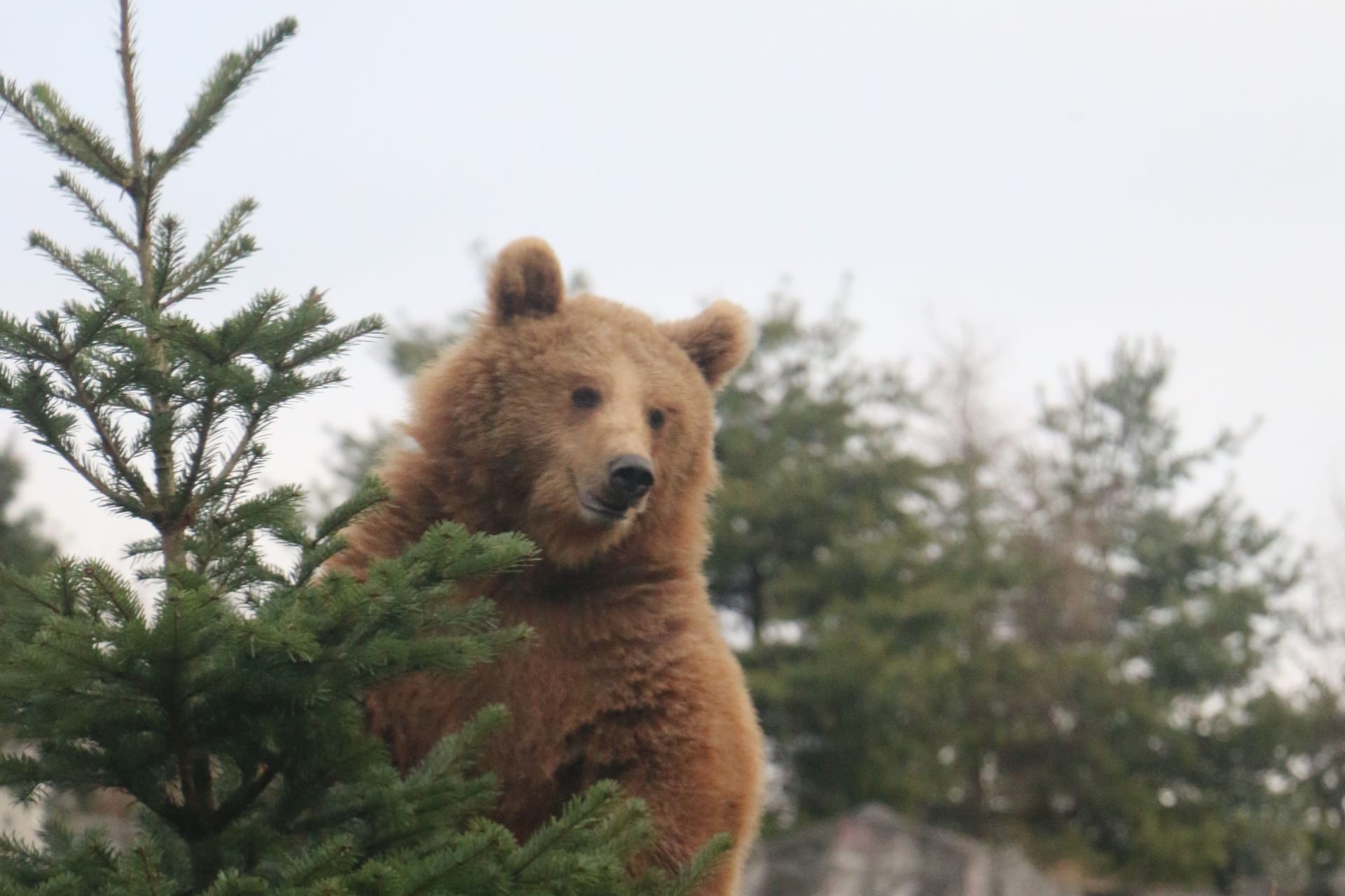 Sichtlich gut gelaunt: Ein Bär freut sich auf sein Festessen.