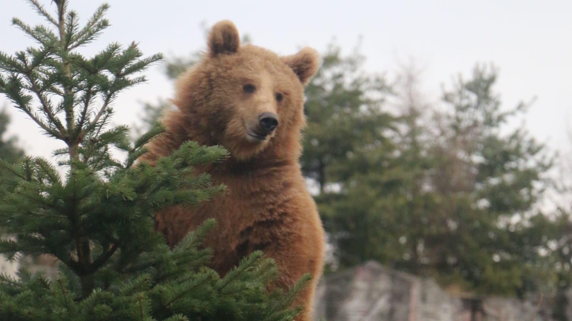 Sichtlich gut gelaunt: Ein Bär freut sich auf sein Festessen.