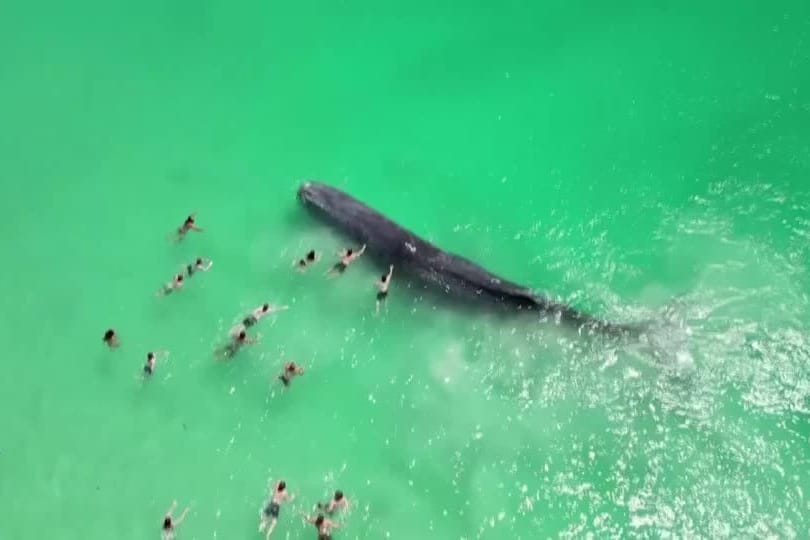 WAL-SCHWIMMER/AUSTRALIEN