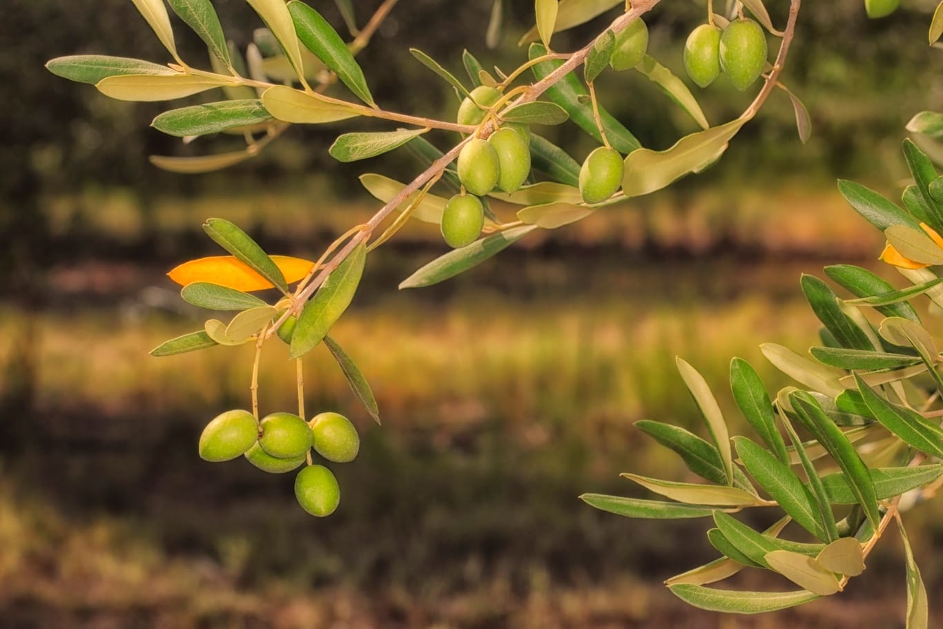 Olivenbaum: Dank der richtigen Pflege kann die Pflanze Schädlingen und Pilzen trotzen.