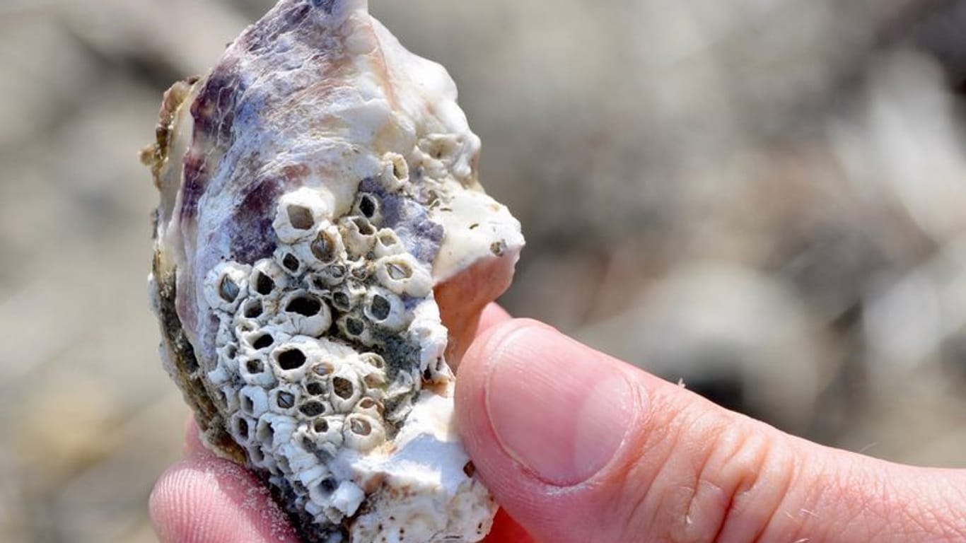Ein Fall für BeachExplorer: Pazifische Auster mit Seepocken am Südstrand von Borkum.