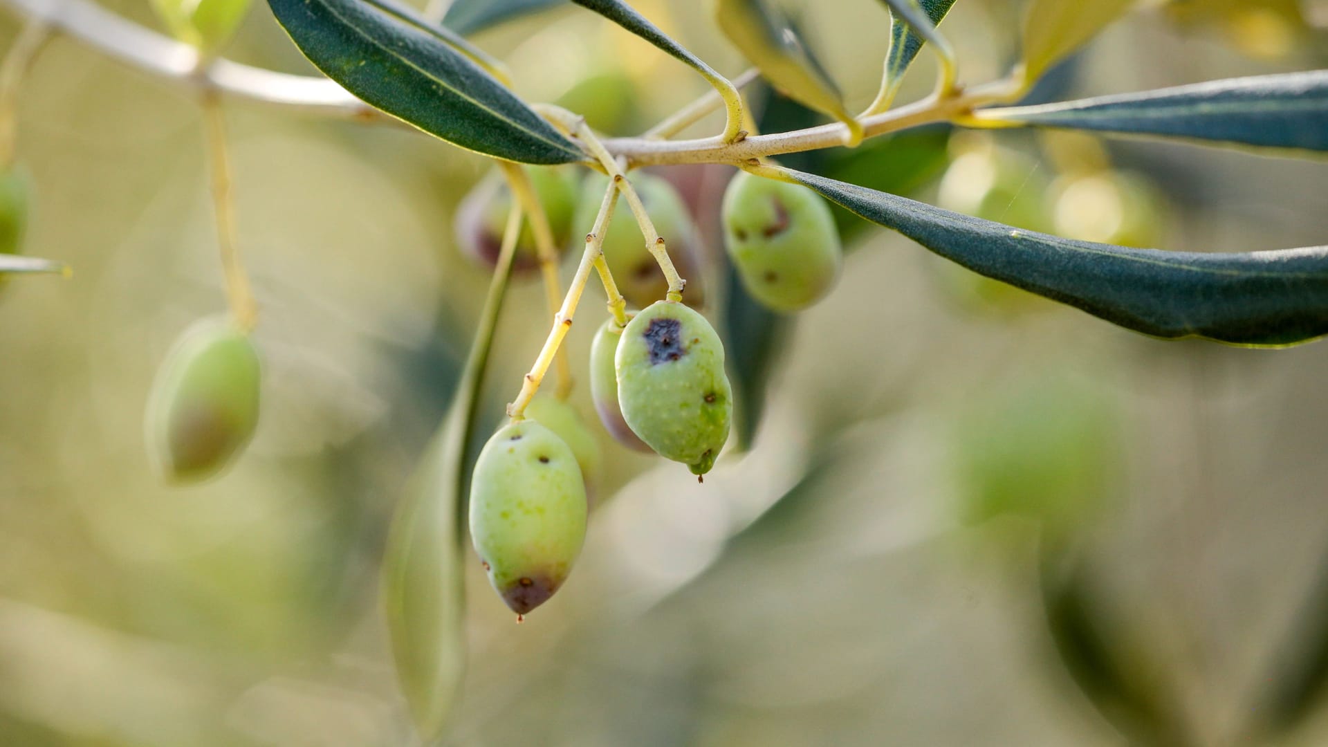 Bactrocera oleae: Der Schädling kommt vorwiegend in Italien vor.