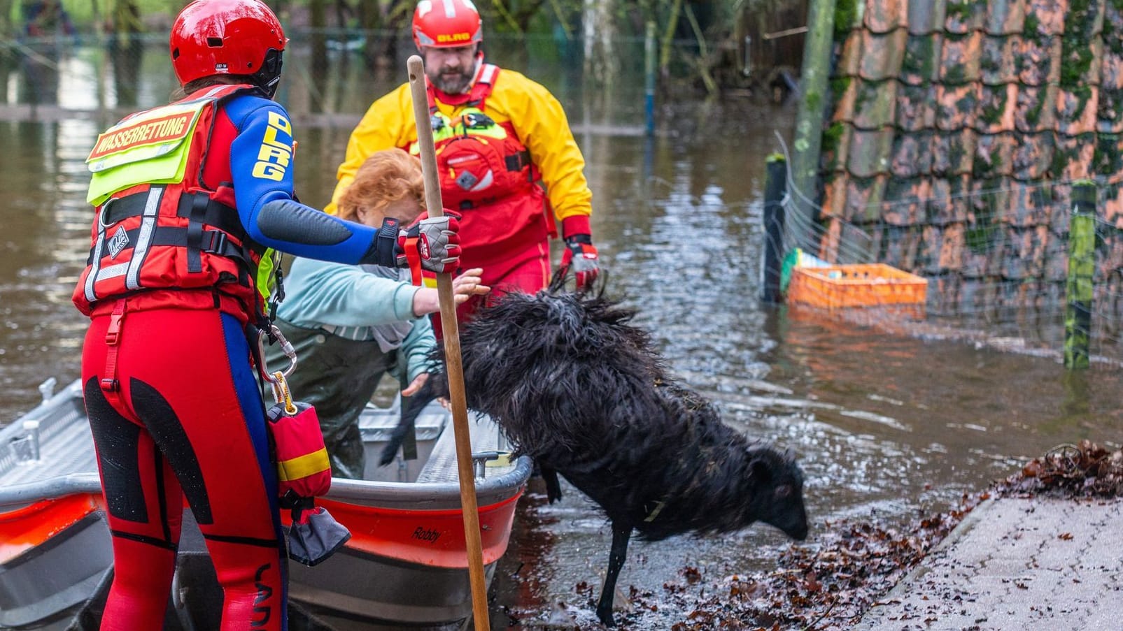 Hochwasser in Niedersachsen - Heidschnucken-Rettung Hochwasser in Niedersachsen - Heidschnucken-Rettung