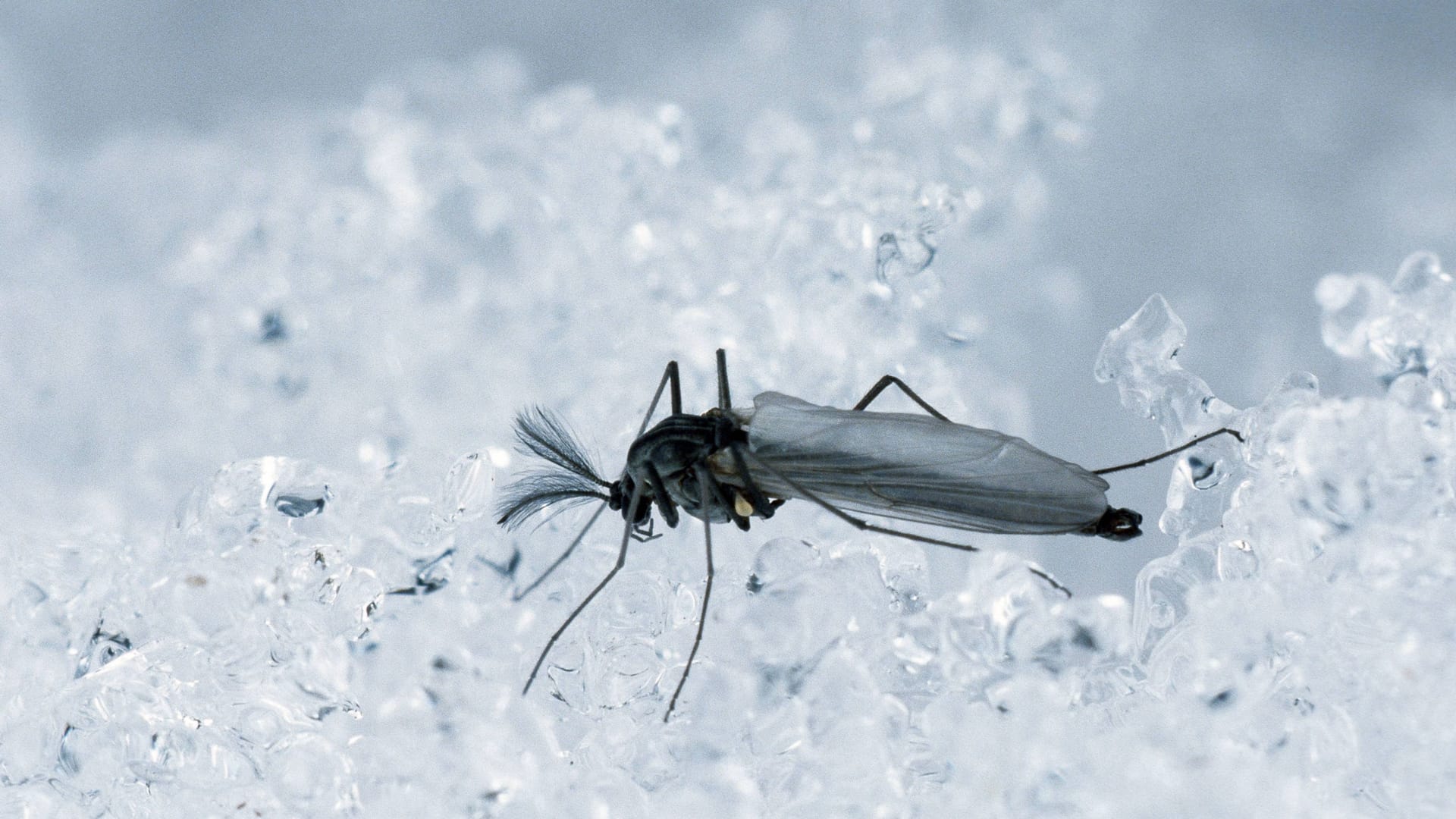 Eine Mücke im Winter: Die Insekten können auch die kalte Jahreszeit überstehen.