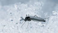 Stechen Mücken auch im Winter? | Kuriose Fakten