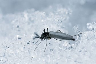 Eine Mücke im Winter: Die Insekten können auch die kalte Jahreszeit überstehen.