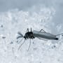 Stechen Mücken auch im Winter? | Kuriose Fakten