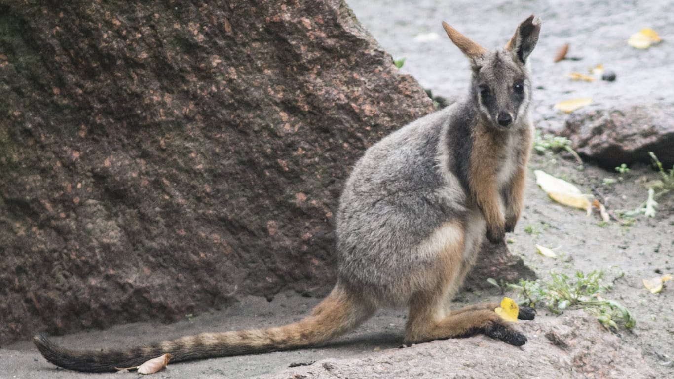 Ein Gelbfuß-Felsenkänguru im Berliner Tierpark (Archivbild): Auch im Duisburger Zoo leben nun zwei Artgenossen der gefährdeten Känguruart.