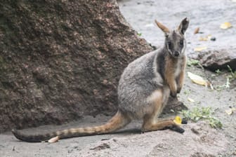 Ein Gelbfuß-Felsenkänguru im Berliner Tierpark (Archivbild): Auch im Duisburger Zoo leben nun zwei Artgenossen der gefährdeten Känguruart.