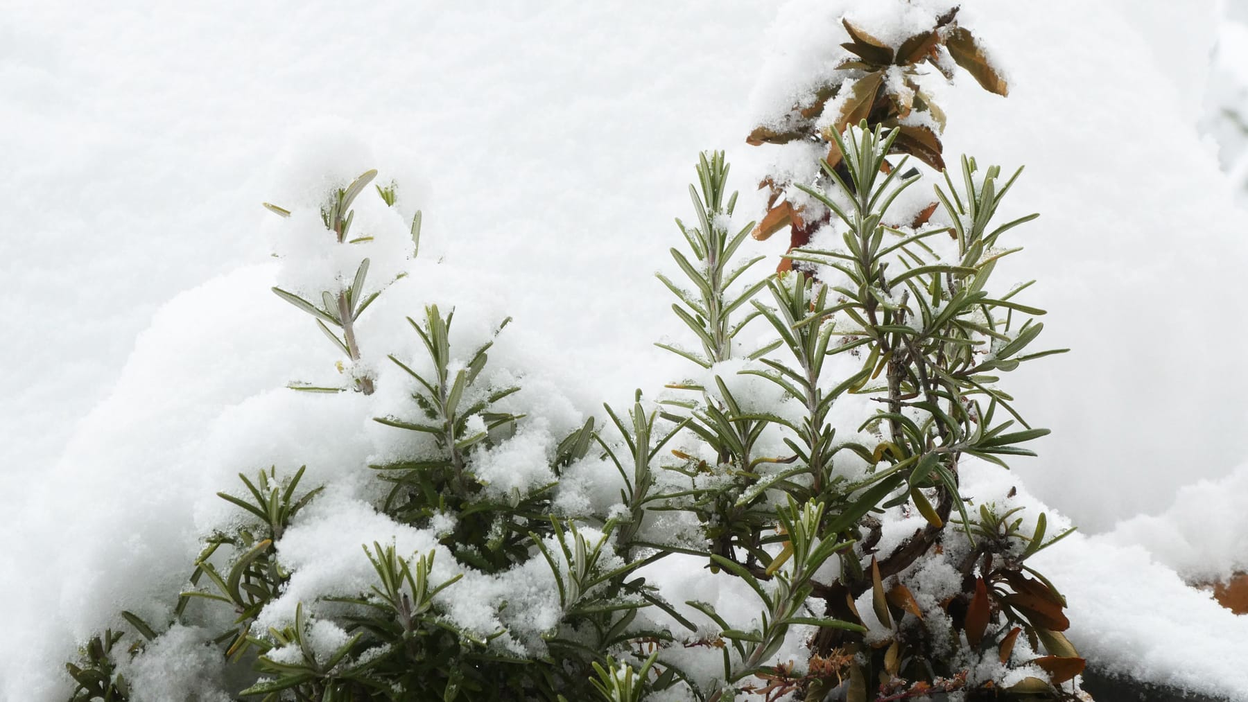 Winterharte mediterrane Pflanzen 10 Ideen für Balkon und Garten