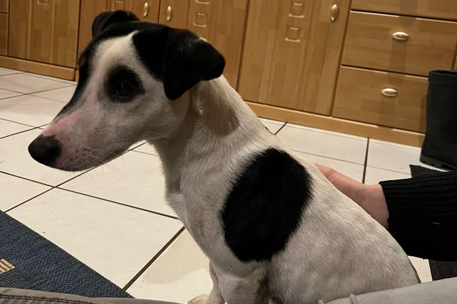 Jack-Russell-Terrier "Cooper": Nun ist er endlich wieder bei seiner Familie.