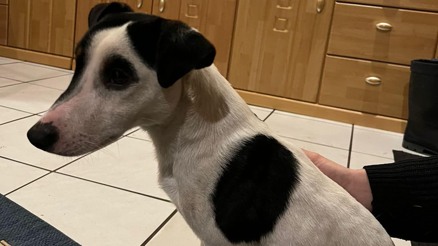 Jack-Russell-Terrier "Cooper": Nun ist er endlich wieder bei seiner Familie.