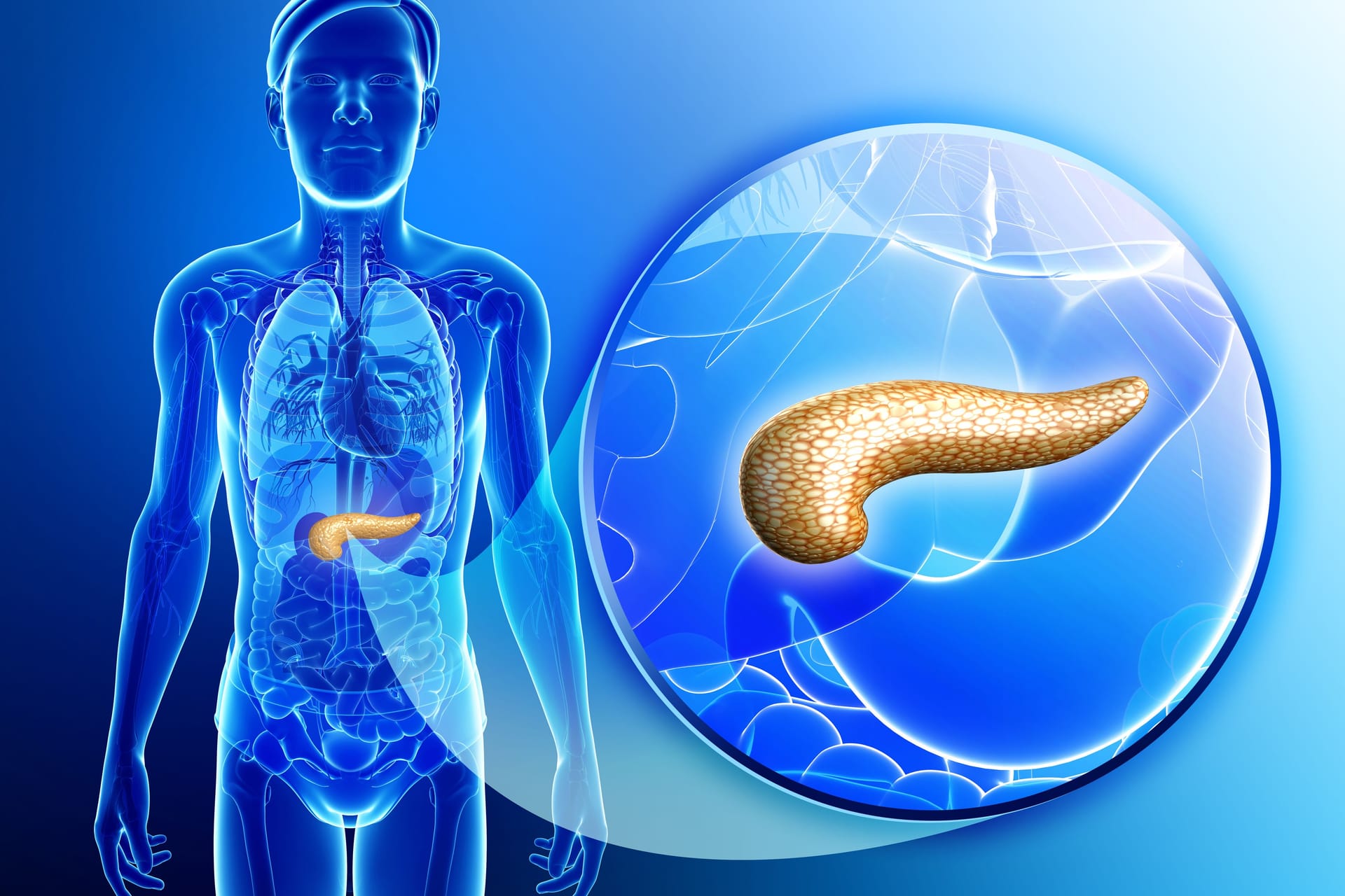 Illustration: Lage der Bauchspeicheldrüse im menschlichen Körper