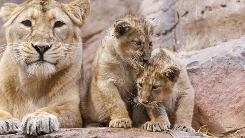 Auch die Löwen im Nürnberger Tiergarten haben Nachwuchs bekommen: Löwin Aarany liegt mit ihren Jungtieren Indica und Jadoo in ihrem Gehege.