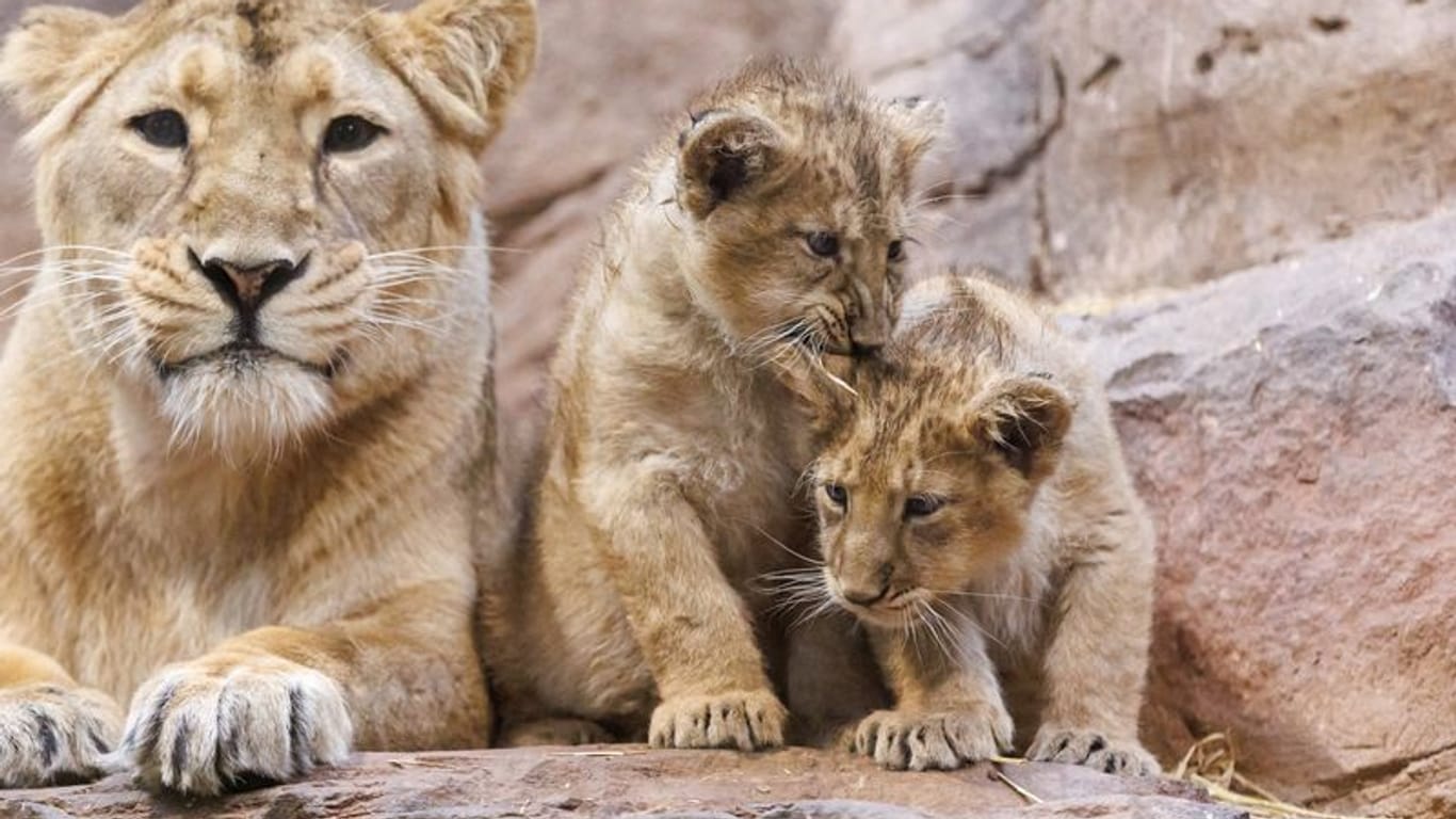 Auch die Löwen im Nürnberger Tiergarten haben Nachwuchs bekommen: Löwin Aarany liegt mit ihren Jungtieren Indica und Jadoo in ihrem Gehege.