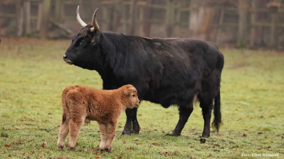 Fotos vom Nachwuchs der Auerochsen im Wildpark "Alte Fasanerie" Hanau Klein-Auheim