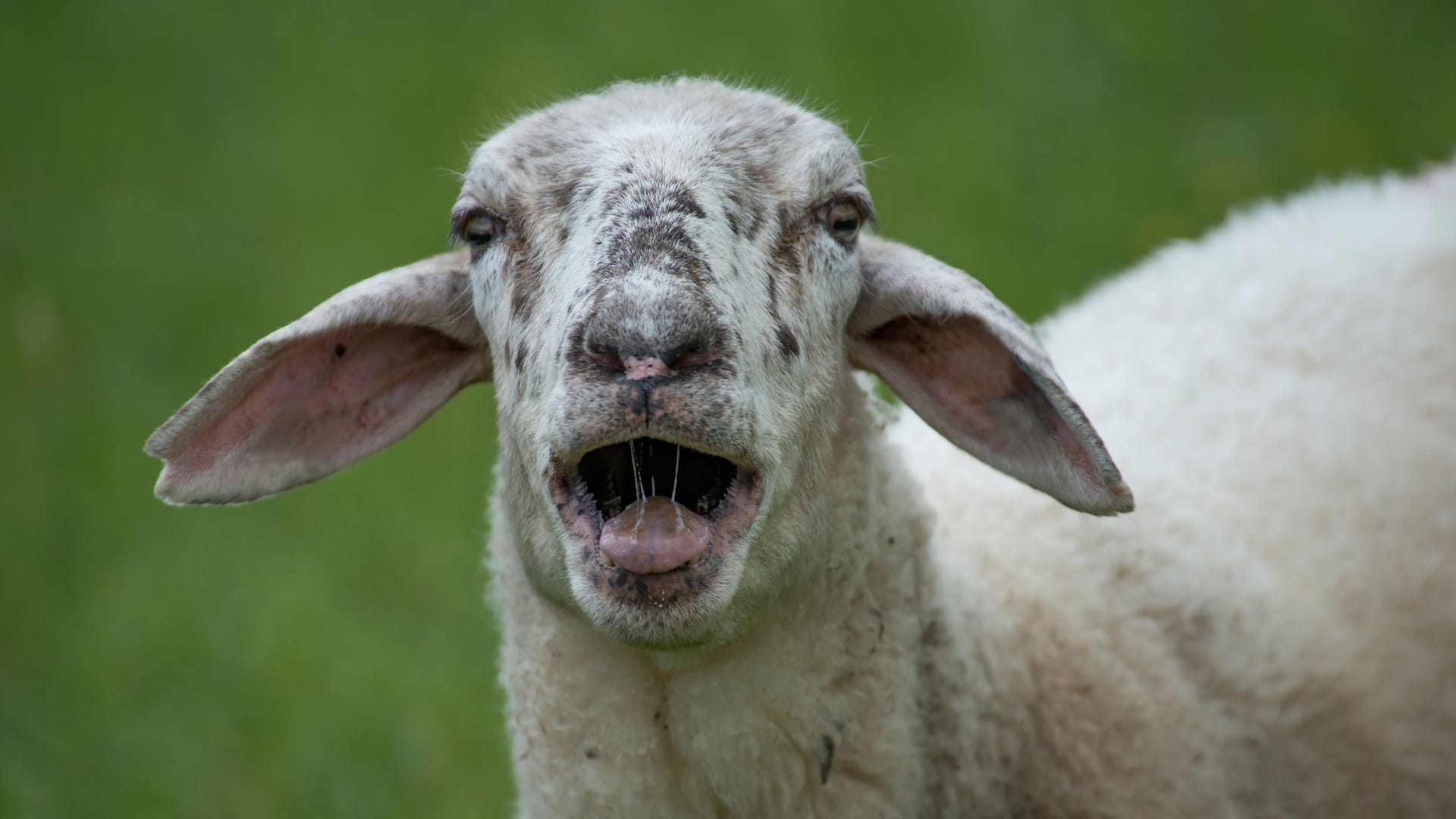 Ein Schafbock auf einer Weide (Symbolfoto): Seine Retterin fand ihn mit abgefaulten Hinterlauf in einem Stall. Heute kann sich "Berthold" wieder fast normal fotbewegen. Ein Schafbock auf einer Weide (Symbolfoto): Seine Retterin fand ihn mit abgefaulten Hinterlauf in einem Stall. Heute kann sich "Berthold" wieder fast normal fotbewegen.