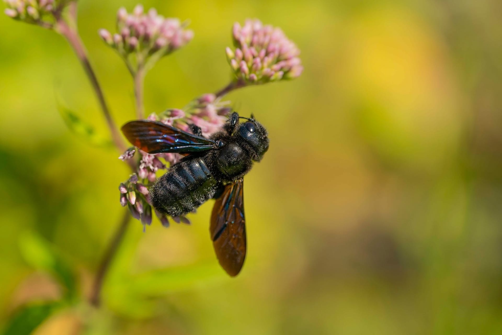 Wildbiene des Jahres