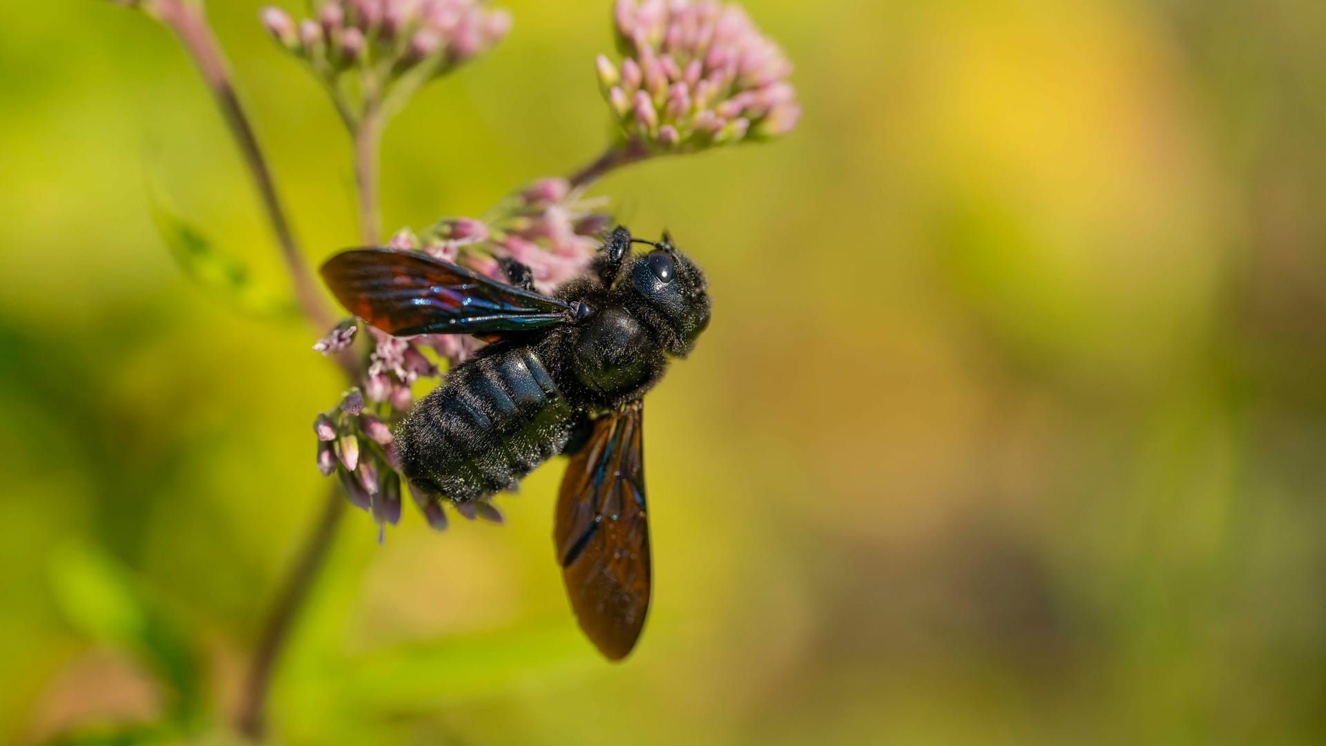 Wildbiene des Jahres